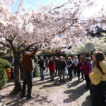 Vancouver Cherry Blossom Festival