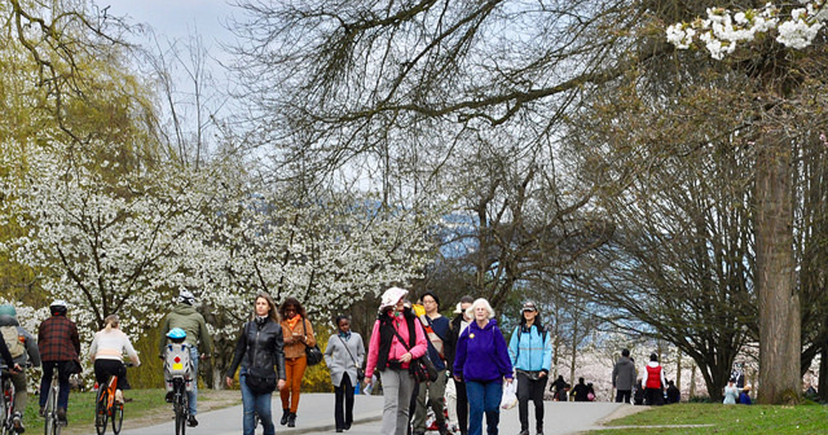 Vancouver Cherry Blossom Festival