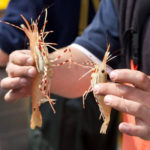 Spot Prawn Festival, Vancouver