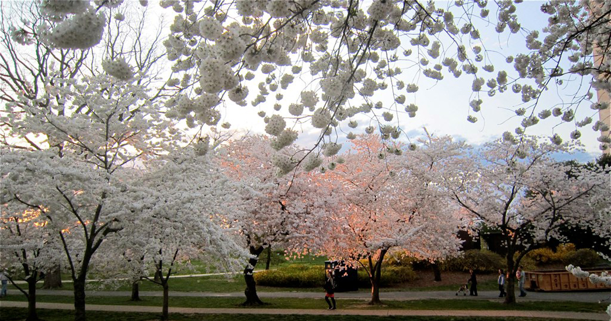 Vancouver Cherry Blossoms