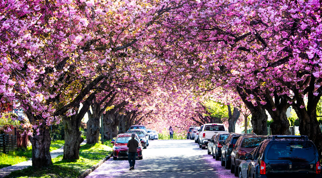 Things to Do in Vancouver - March 2021