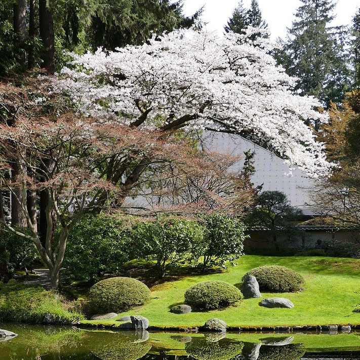 Cherry blossoms in Nitobe Garden, Vancouver