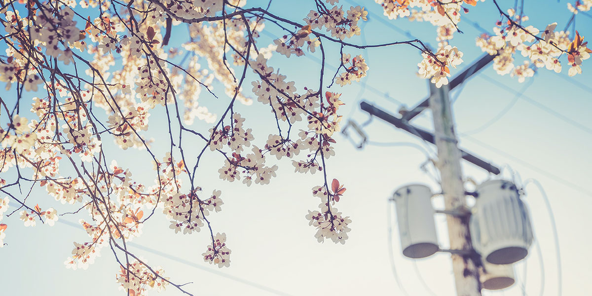 Cherry Blossom Season in Vancouver