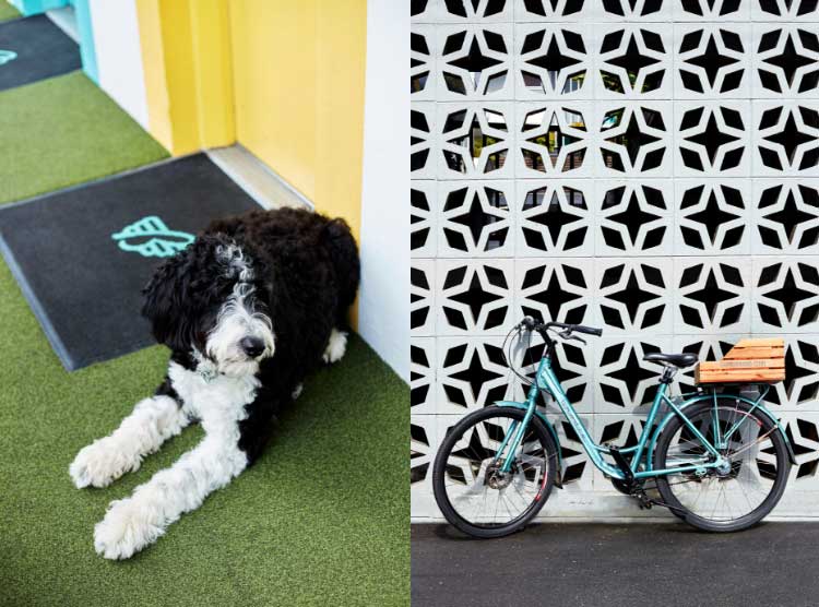The Burrard dog in hallway with bicycle