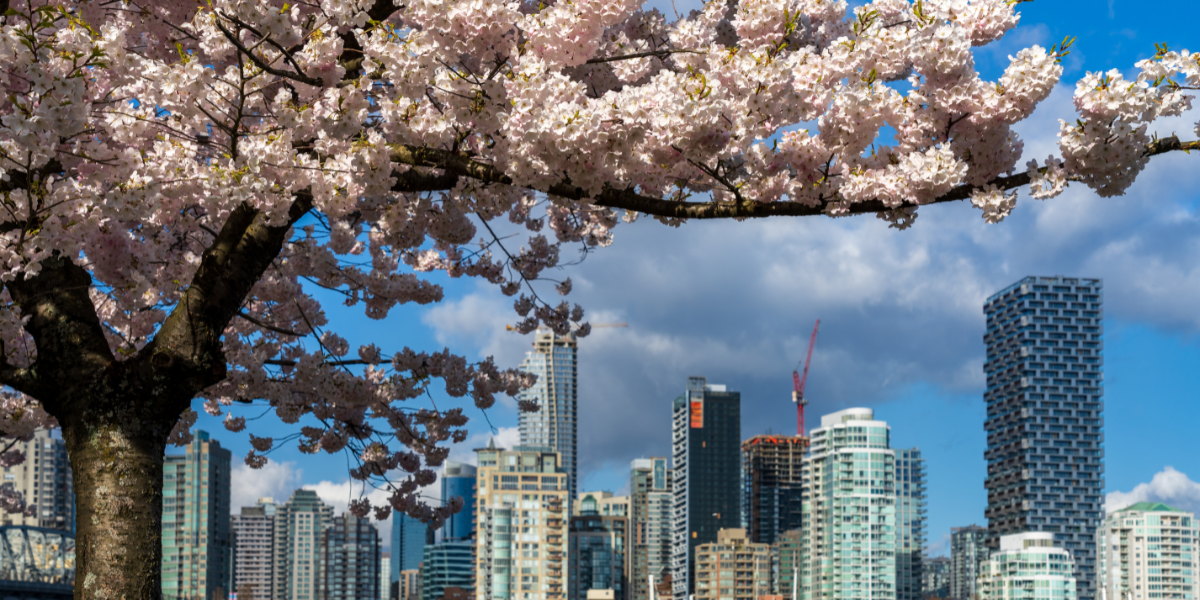 Cherry blossom tree in Vancouver against skyline