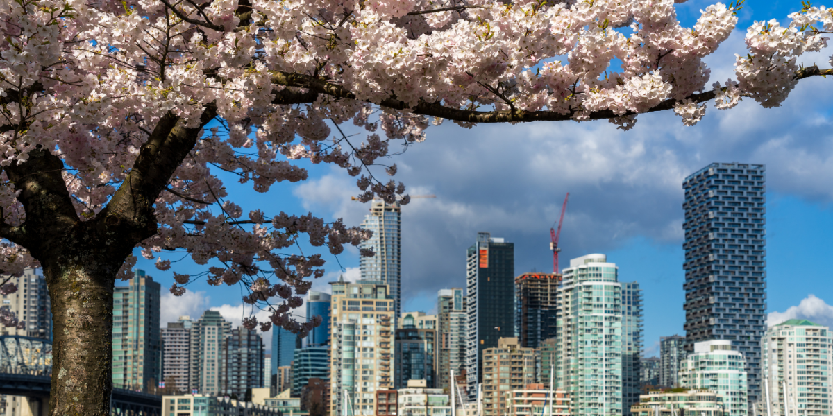 cherry blossoms on tree with Vancouver skyline in background